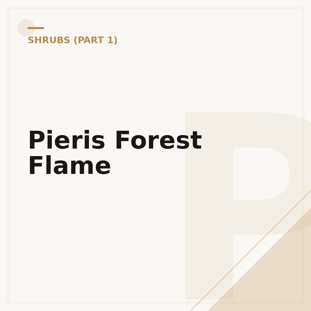 Pieris Forest Flame