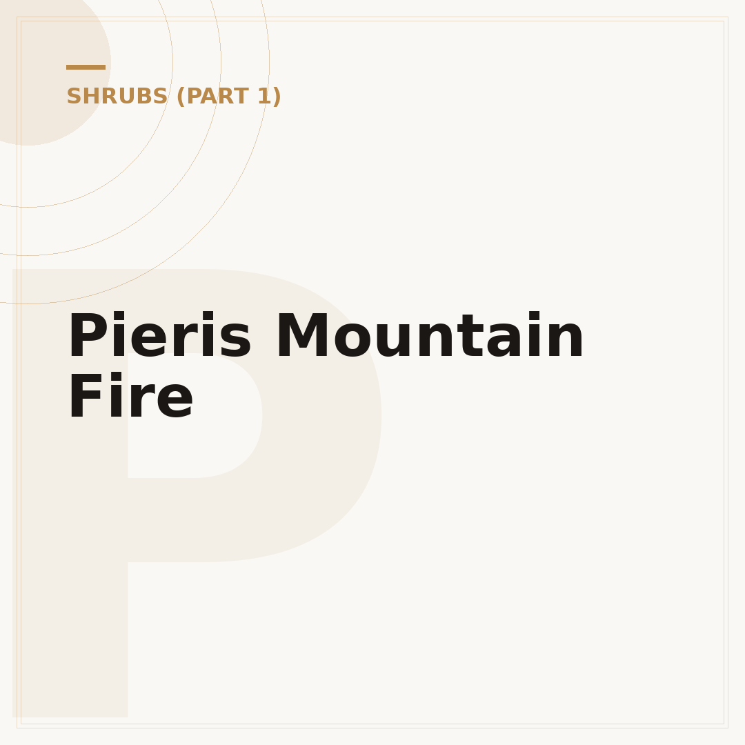 Pieris Mountain Fire