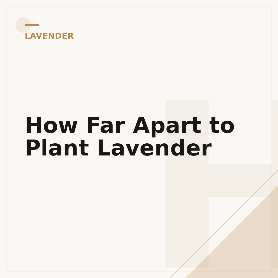 How Far Apart to Plant Lavender