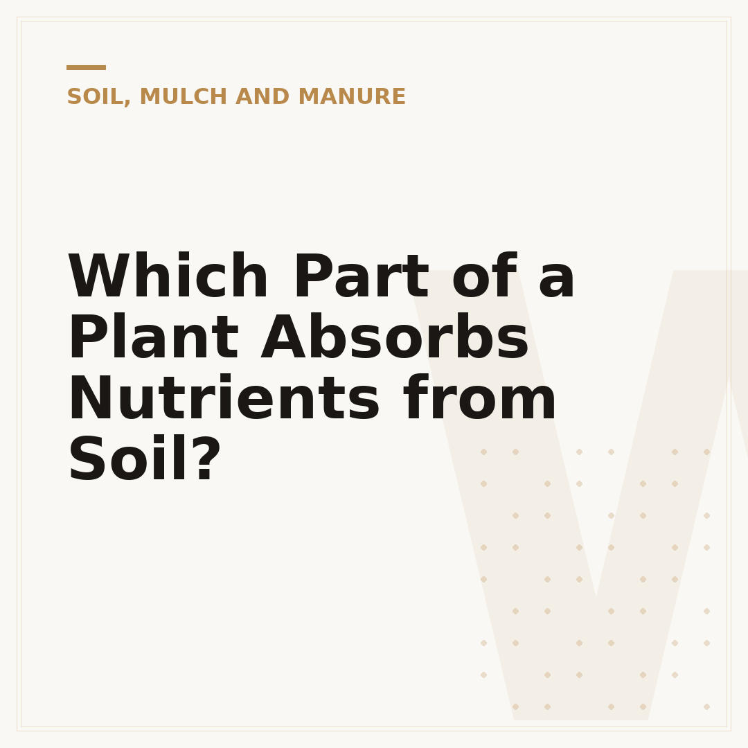Which Part of a Plant Absorbs Nutrients from Soil?