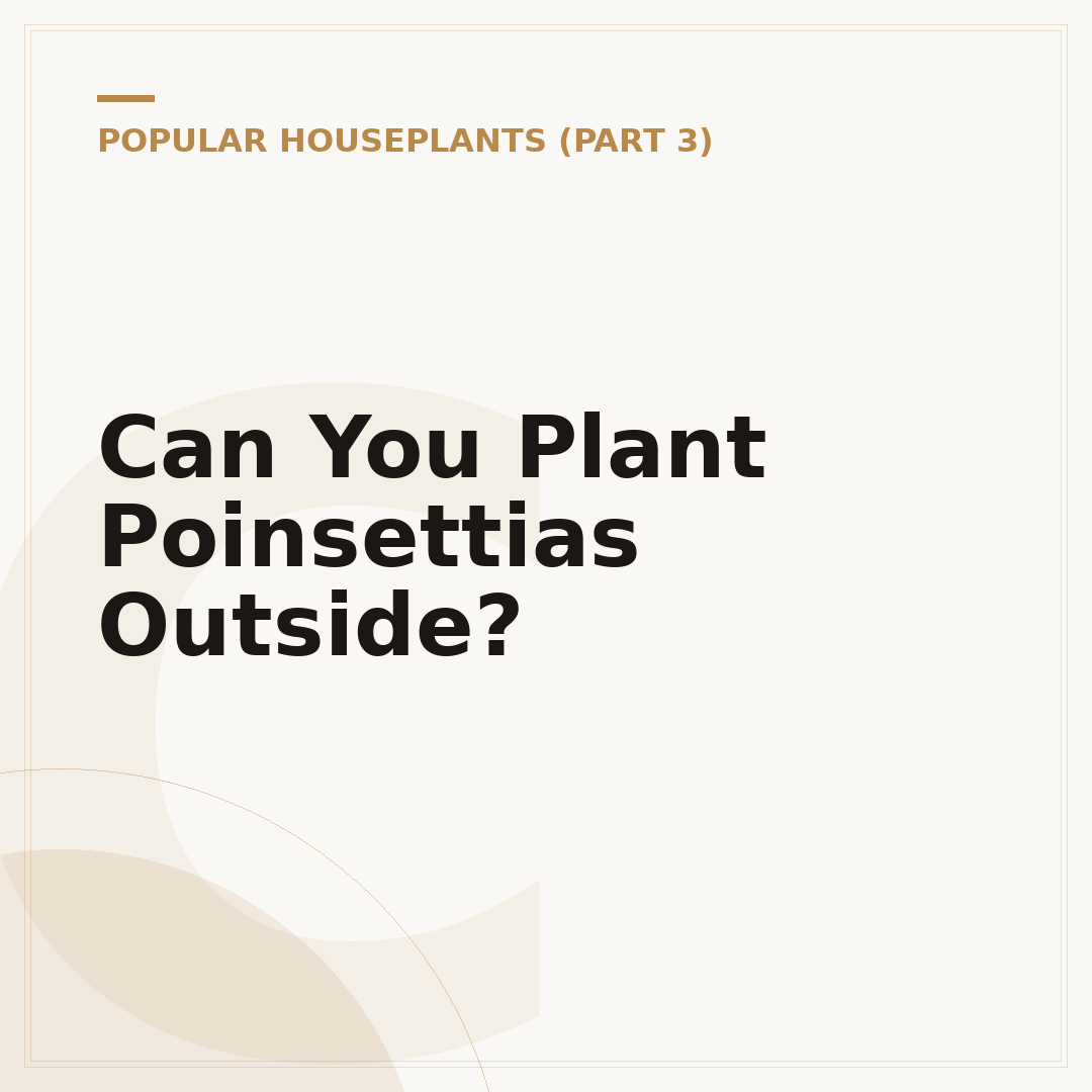 Can You Plant Poinsettias Outside?