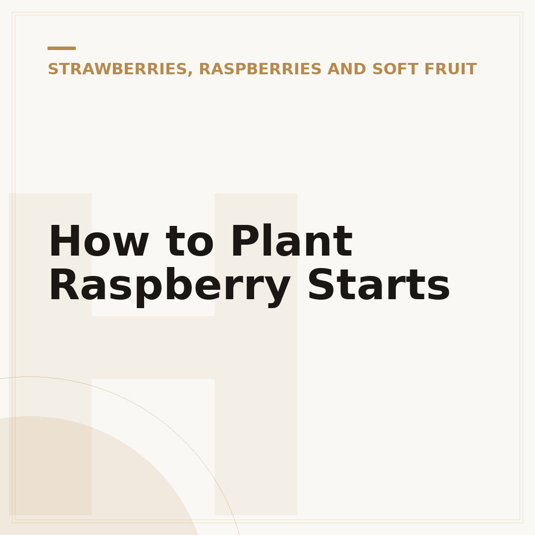 How to Plant Raspberry Starts
