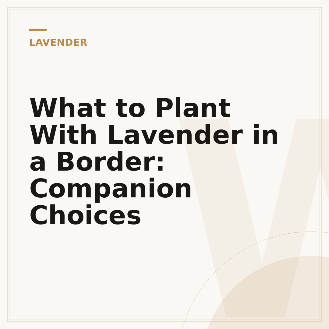What to Plant With Lavender in a Border: Companion Choices