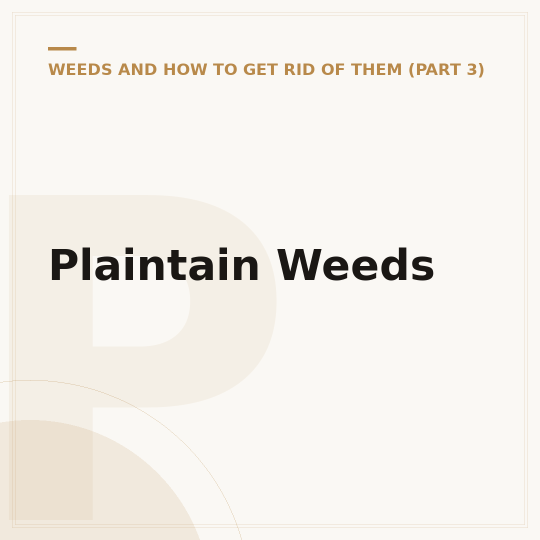 Plaintain Weeds