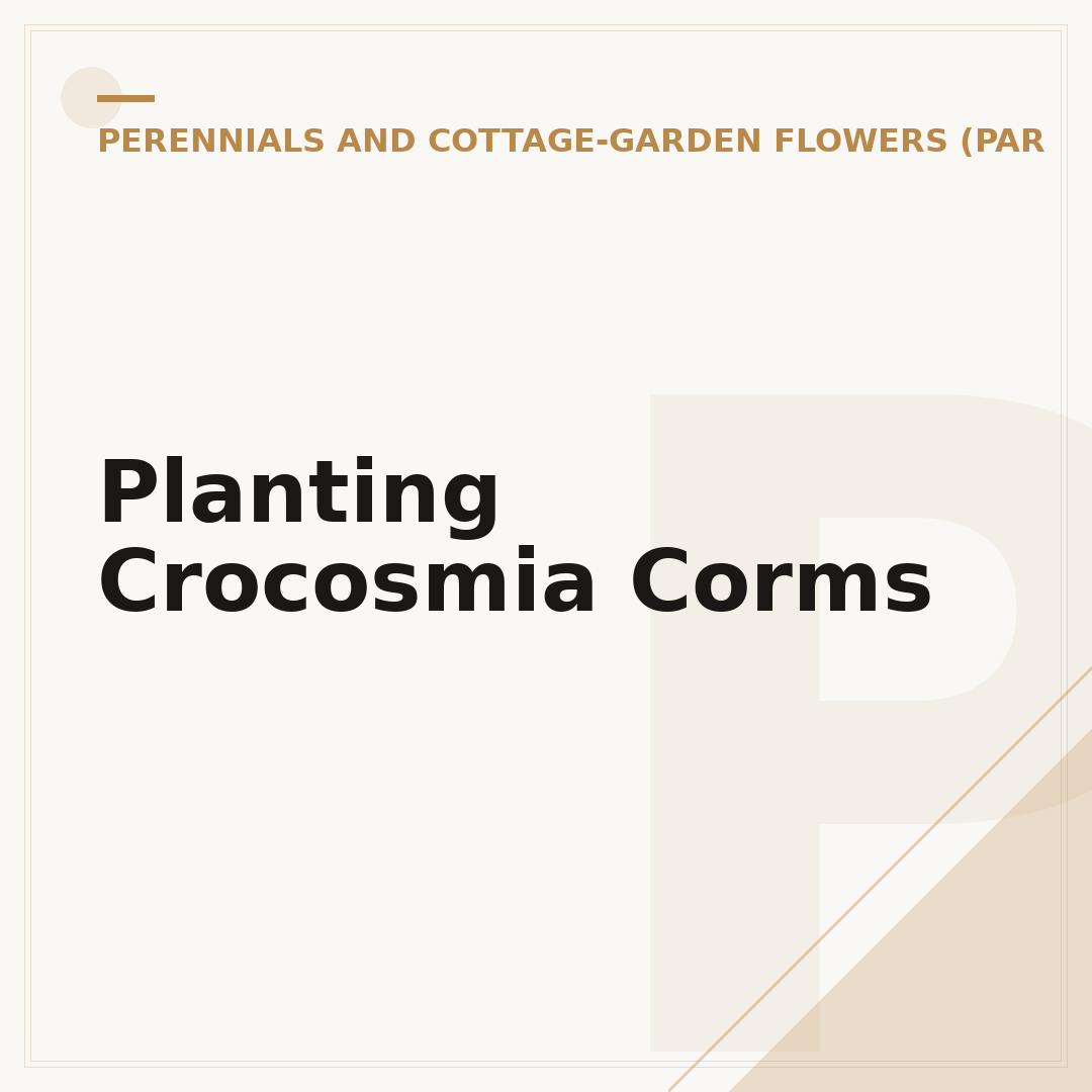 Planting Crocosmia Corms