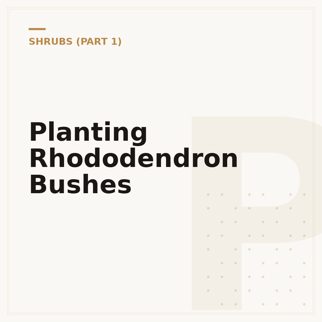 Planting Rhododendron Bushes