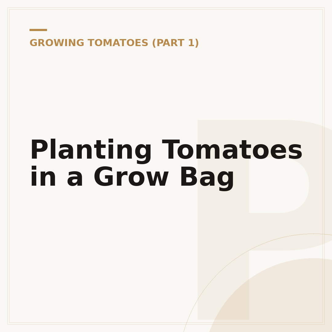 Planting Tomatoes in a Grow Bag