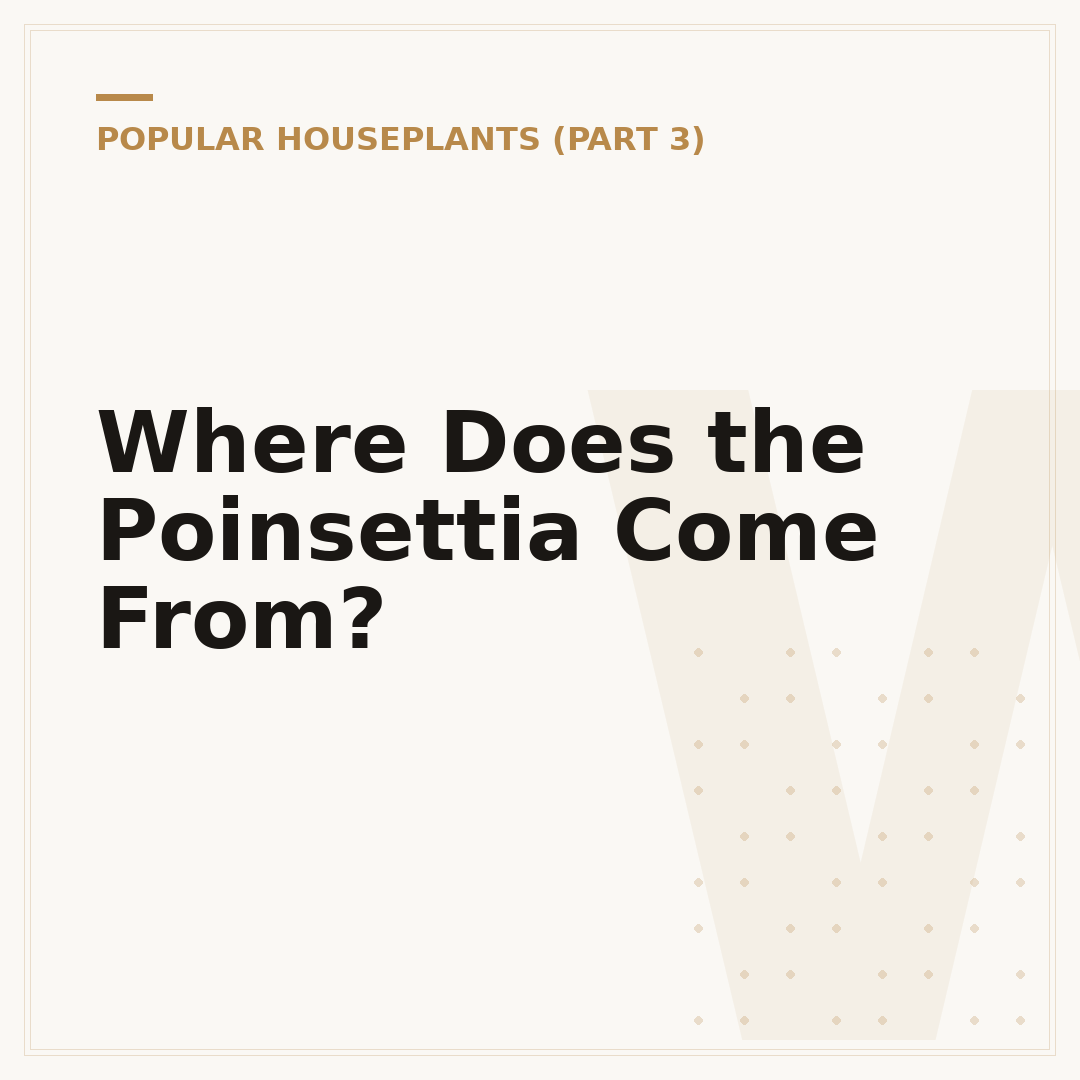 Where Does the Poinsettia Come From?