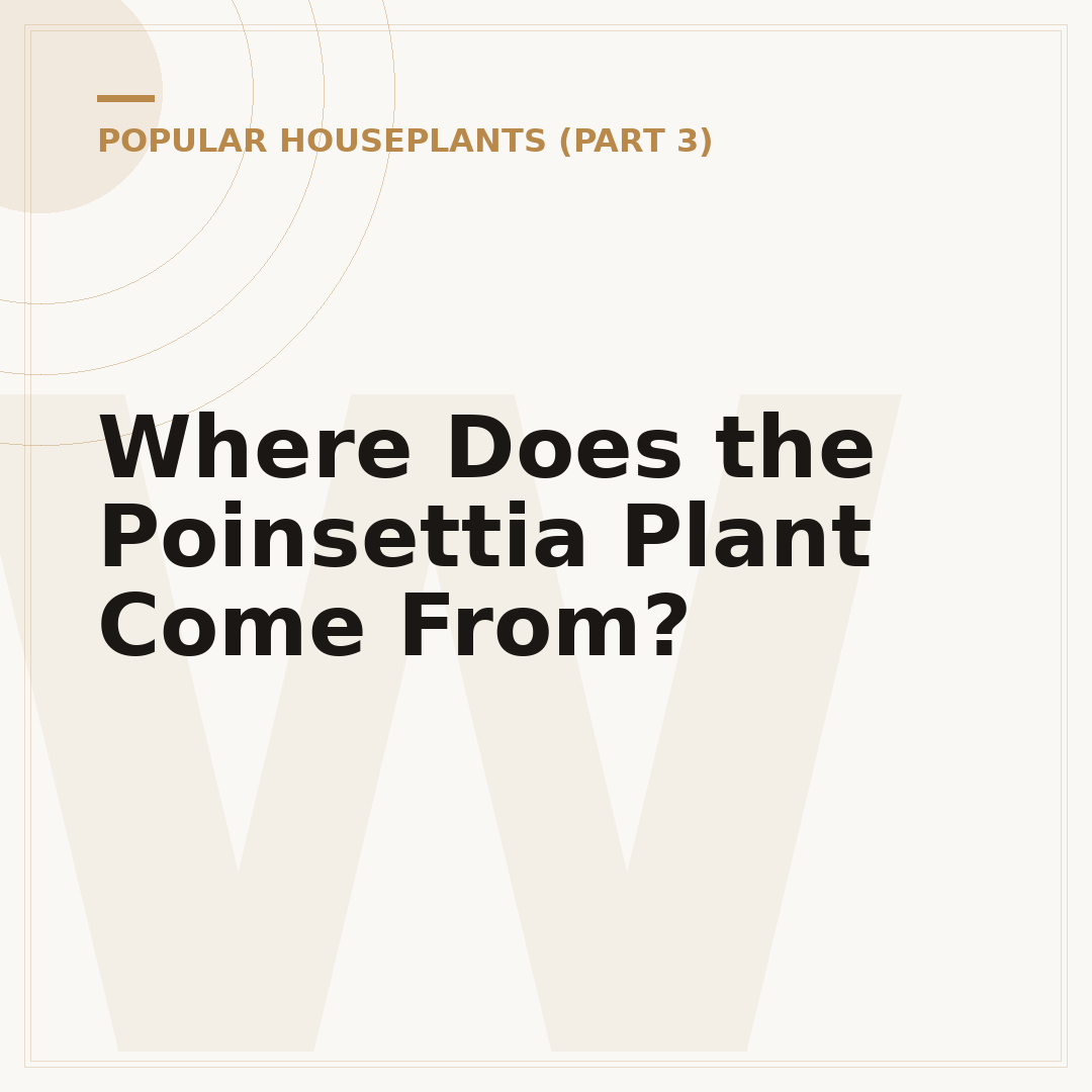 Where Does the Poinsettia Plant Come From?