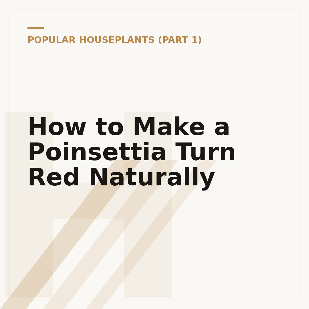 How to Make a Poinsettia Turn Red Naturally