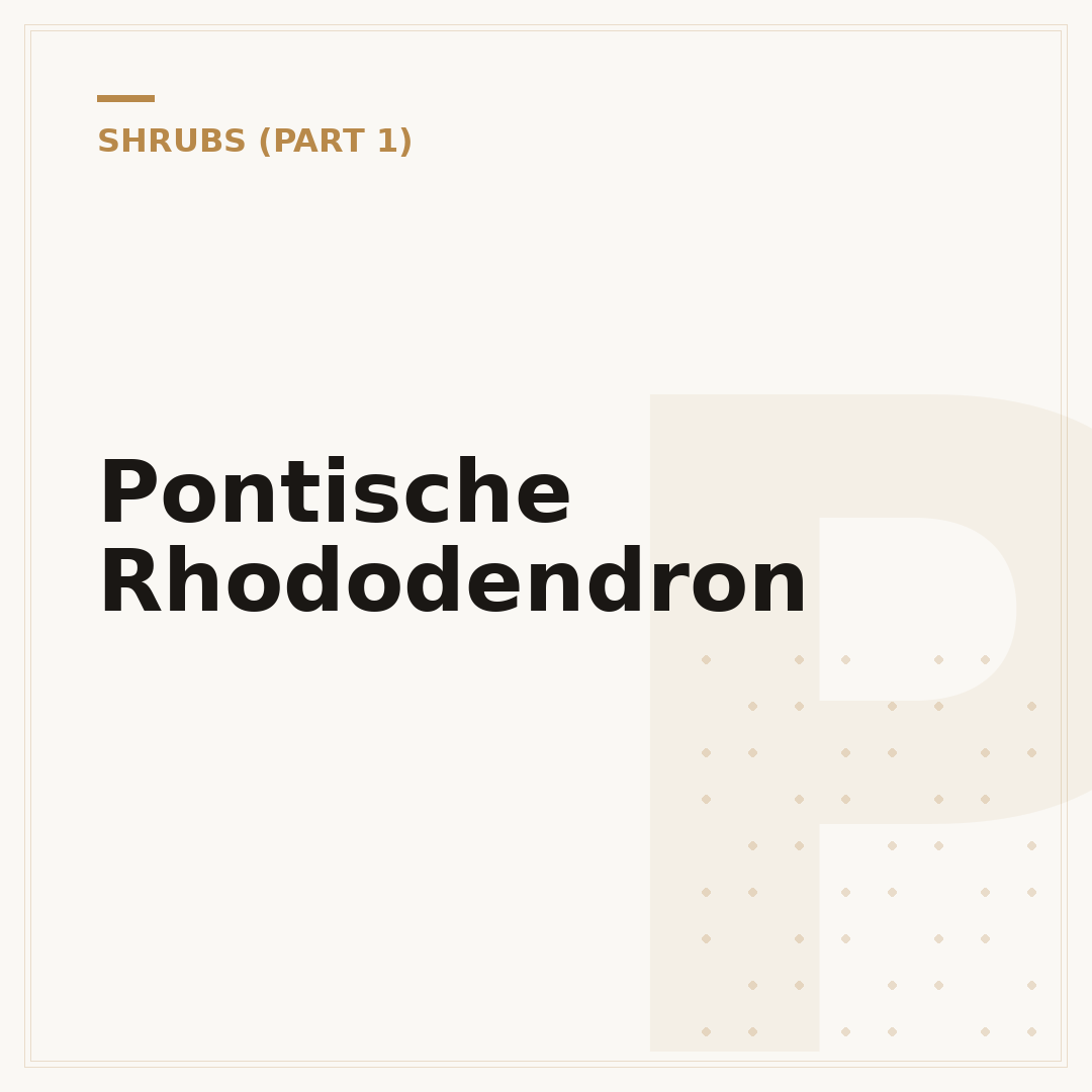 Pontische Rhododendron