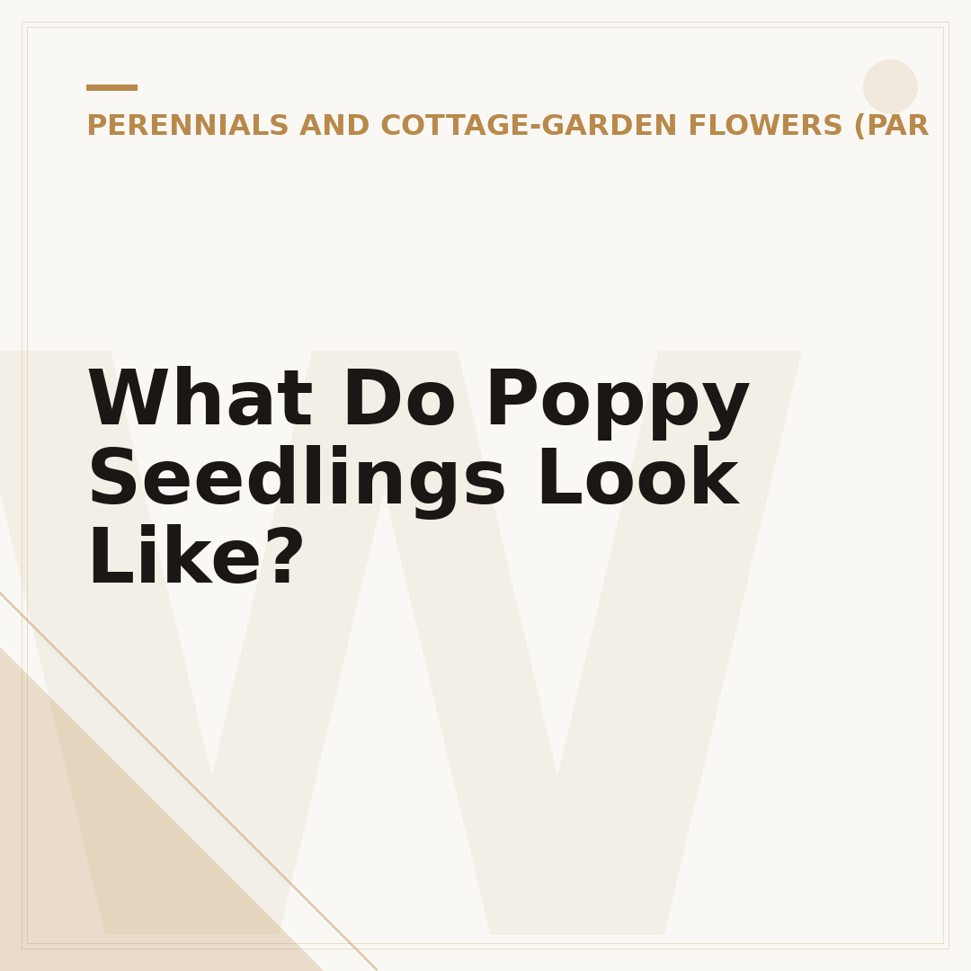 What Do Poppy Seedlings Look Like?