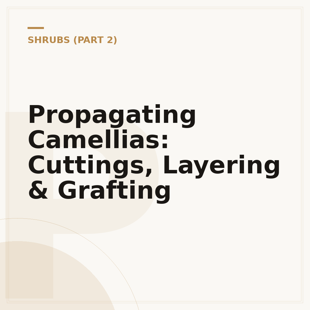 Propagating Camellias: Cuttings, Layering & Grafting