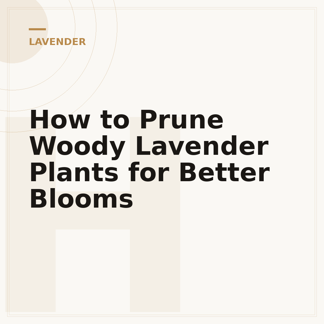 How to Prune Woody Lavender Plants for Better Blooms