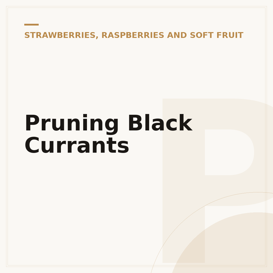 Pruning Black Currants