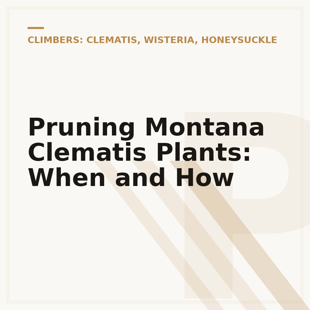 Pruning Montana Clematis Plants: When and How