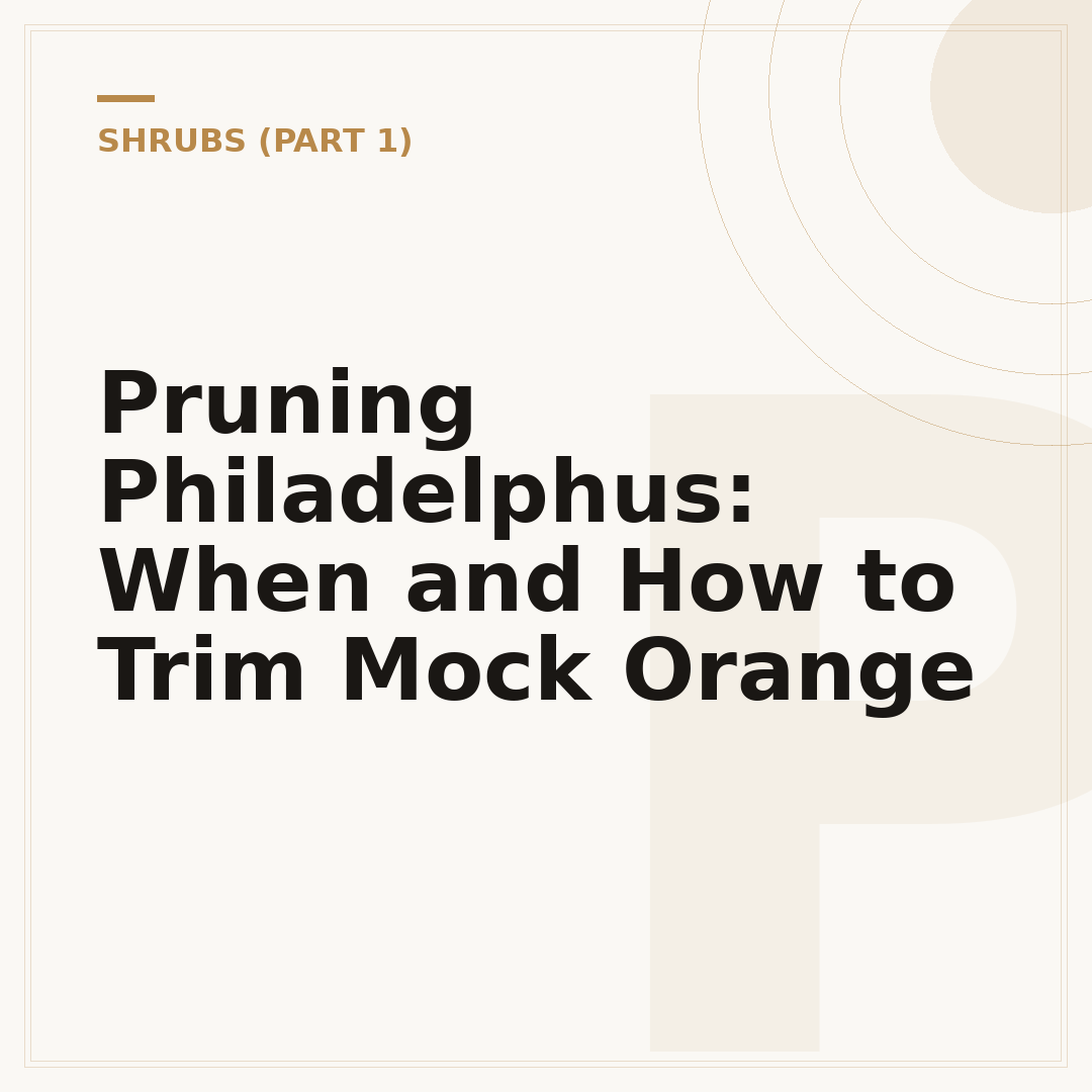 Pruning Philadelphus: When and How to Trim Mock Orange