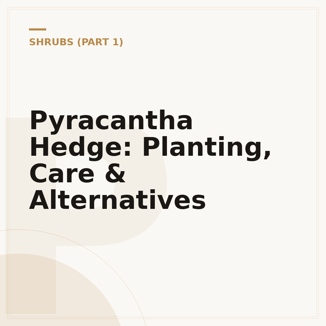 Pyracantha Hedge: Planting, Care & Alternatives