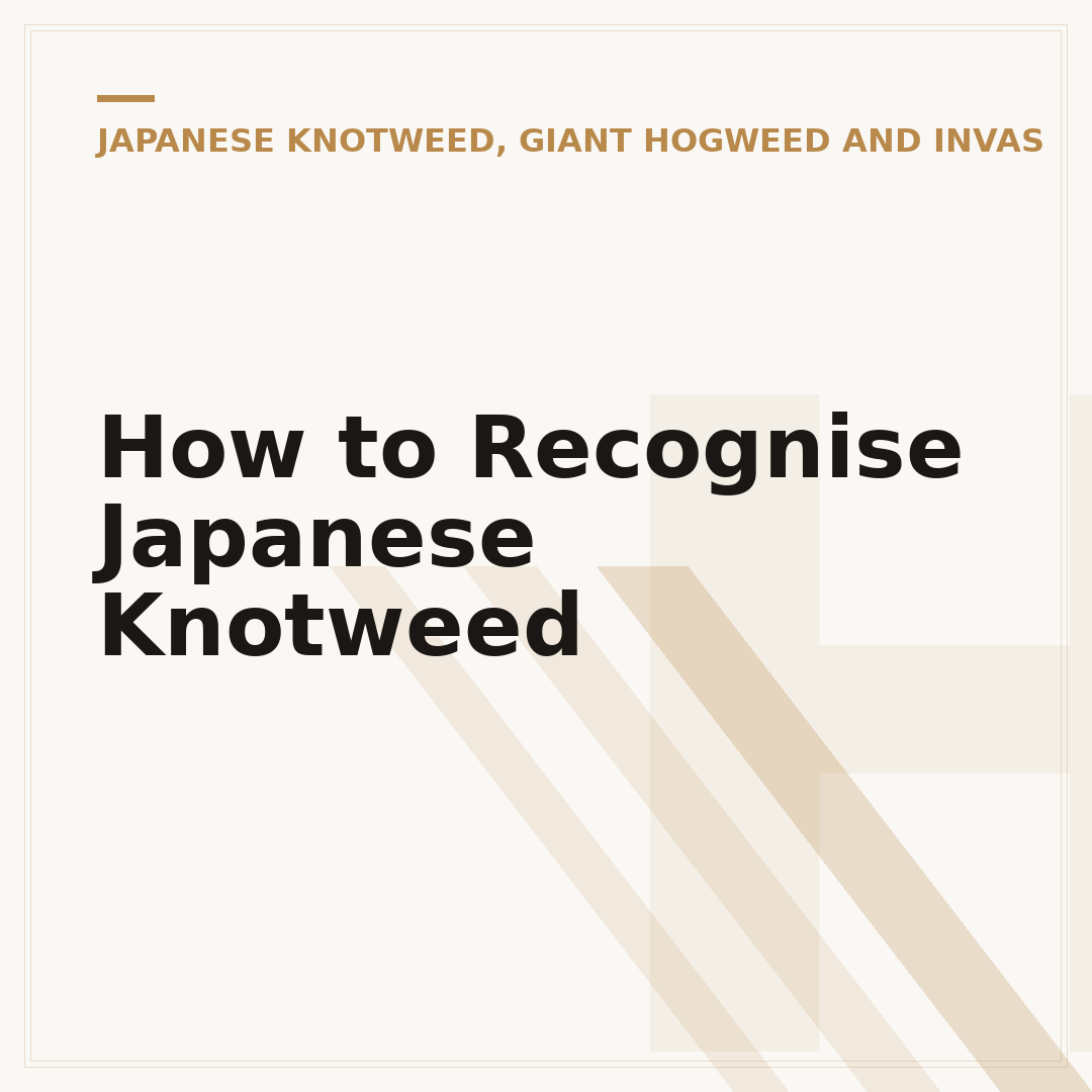 How to Recognise Japanese Knotweed