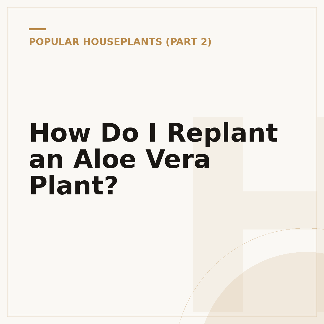 How Do I Replant an Aloe Vera Plant?