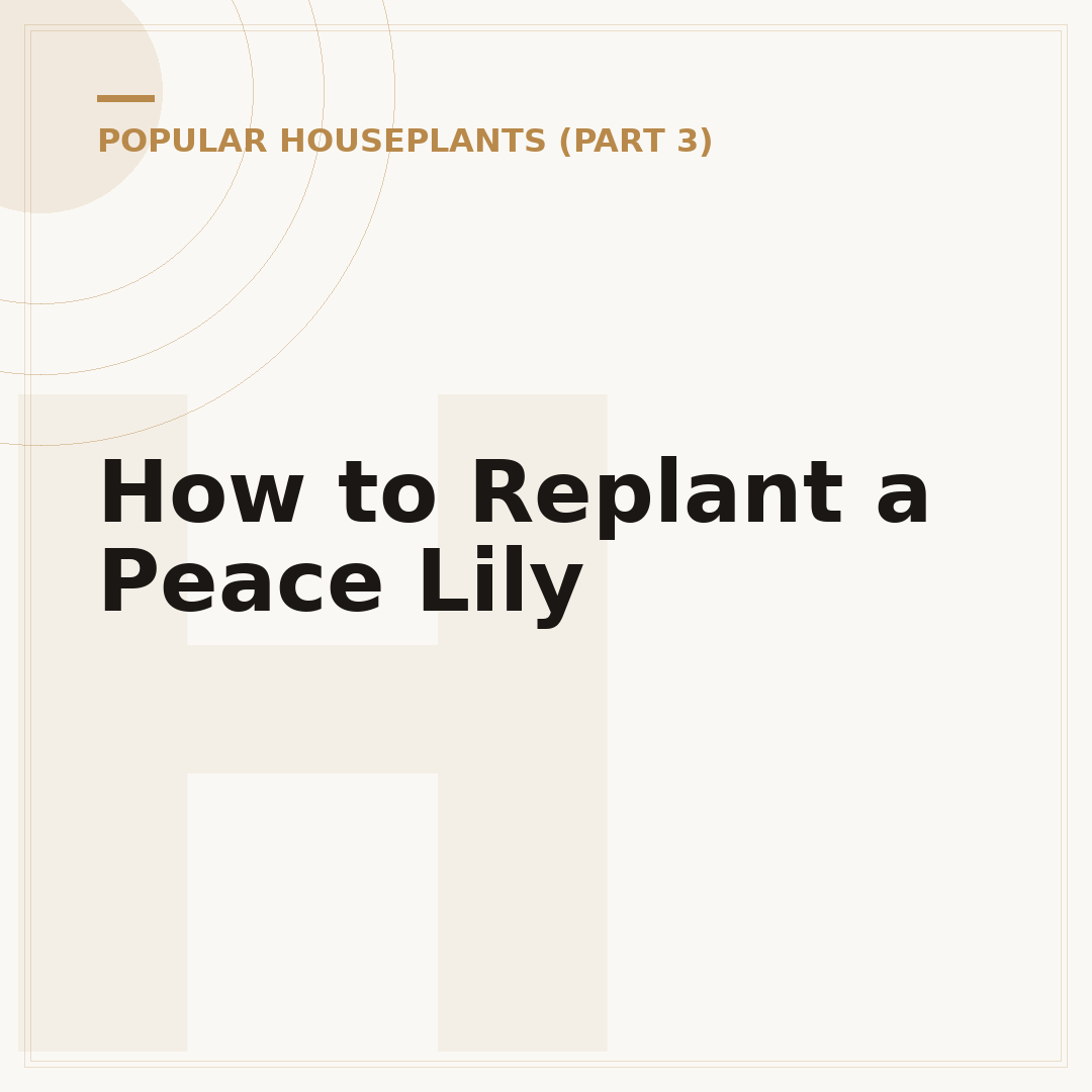 How to Replant a Peace Lily