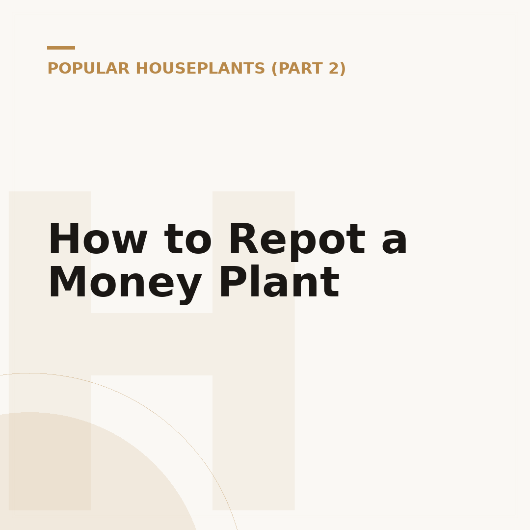How to Repot a Money Plant