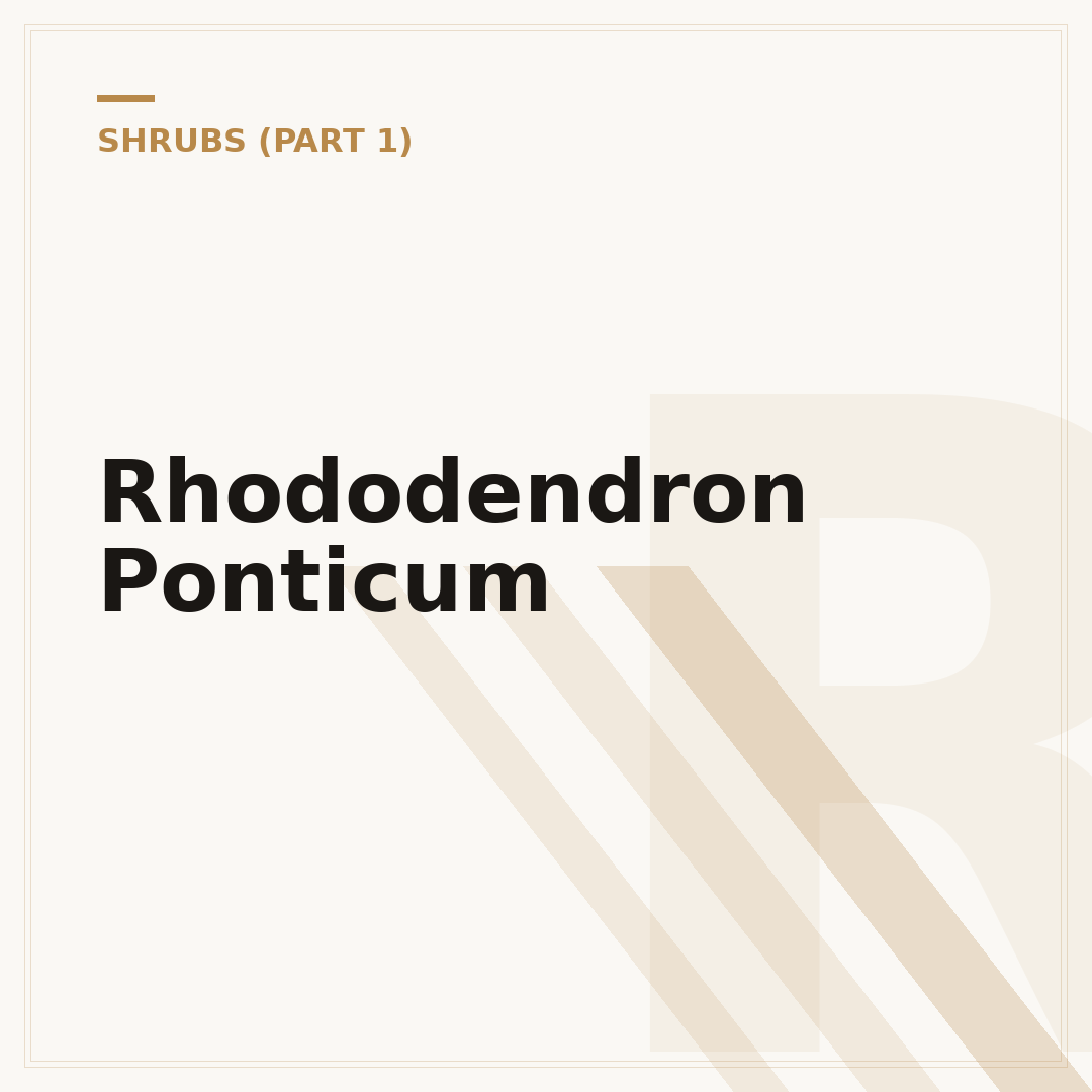 Rhododendron Ponticum