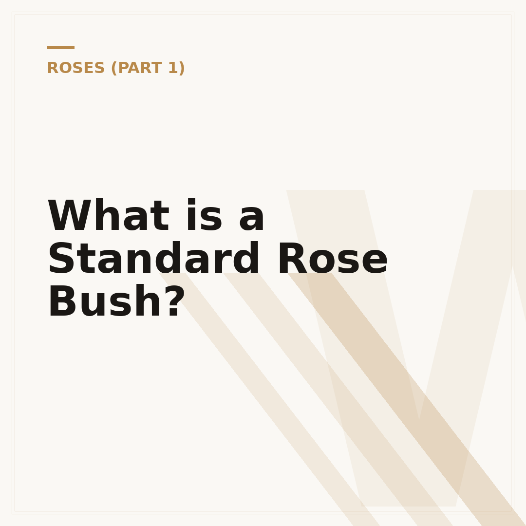 What is a Standard Rose Bush?