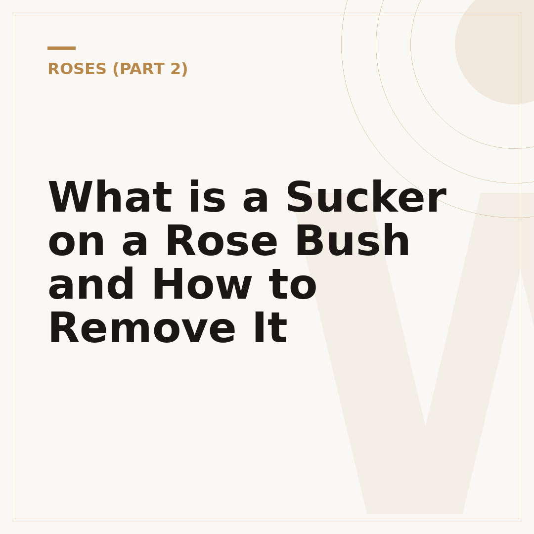 What is a Sucker on a Rose Bush and How to Remove It