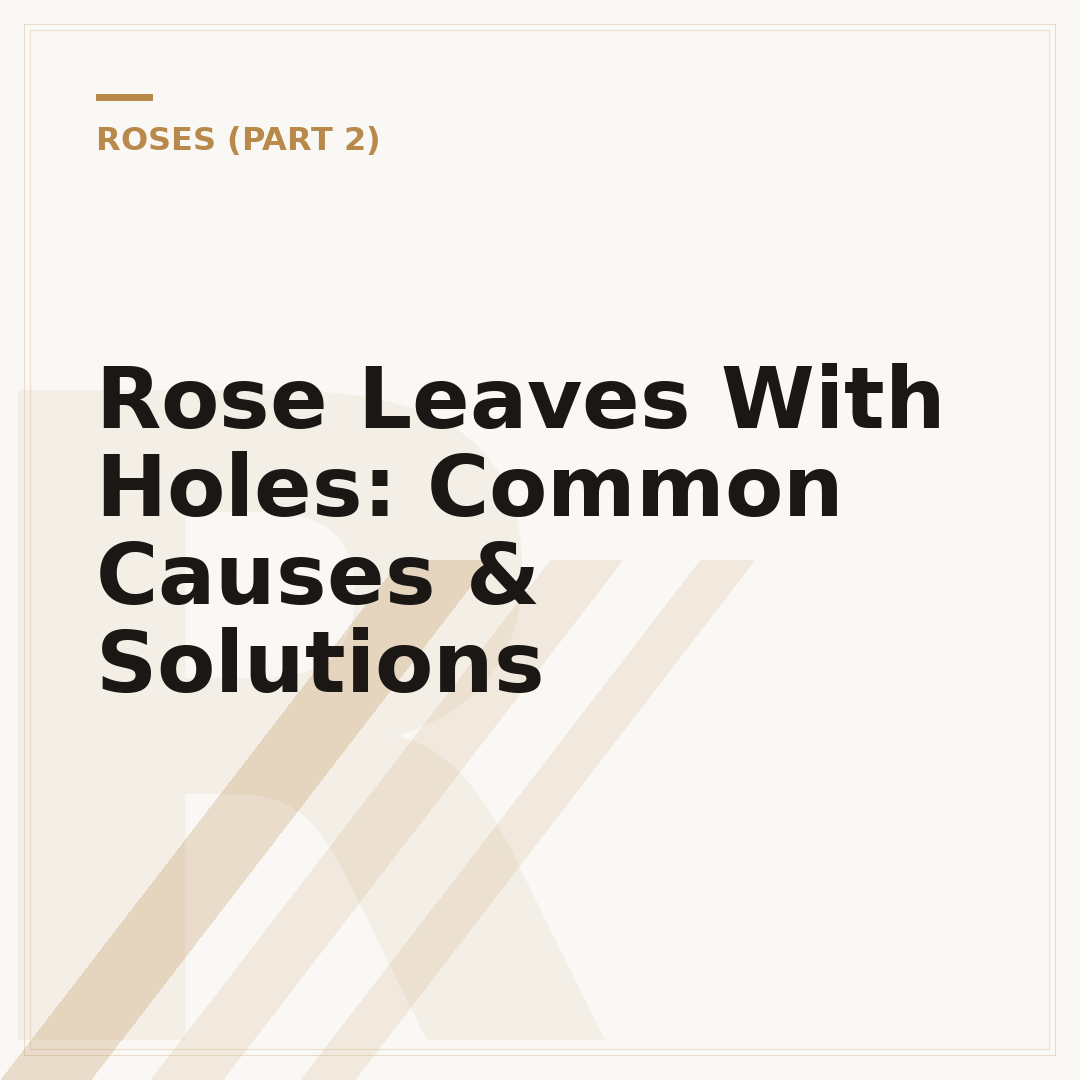 Rose Leaves With Holes: Common Causes & Solutions