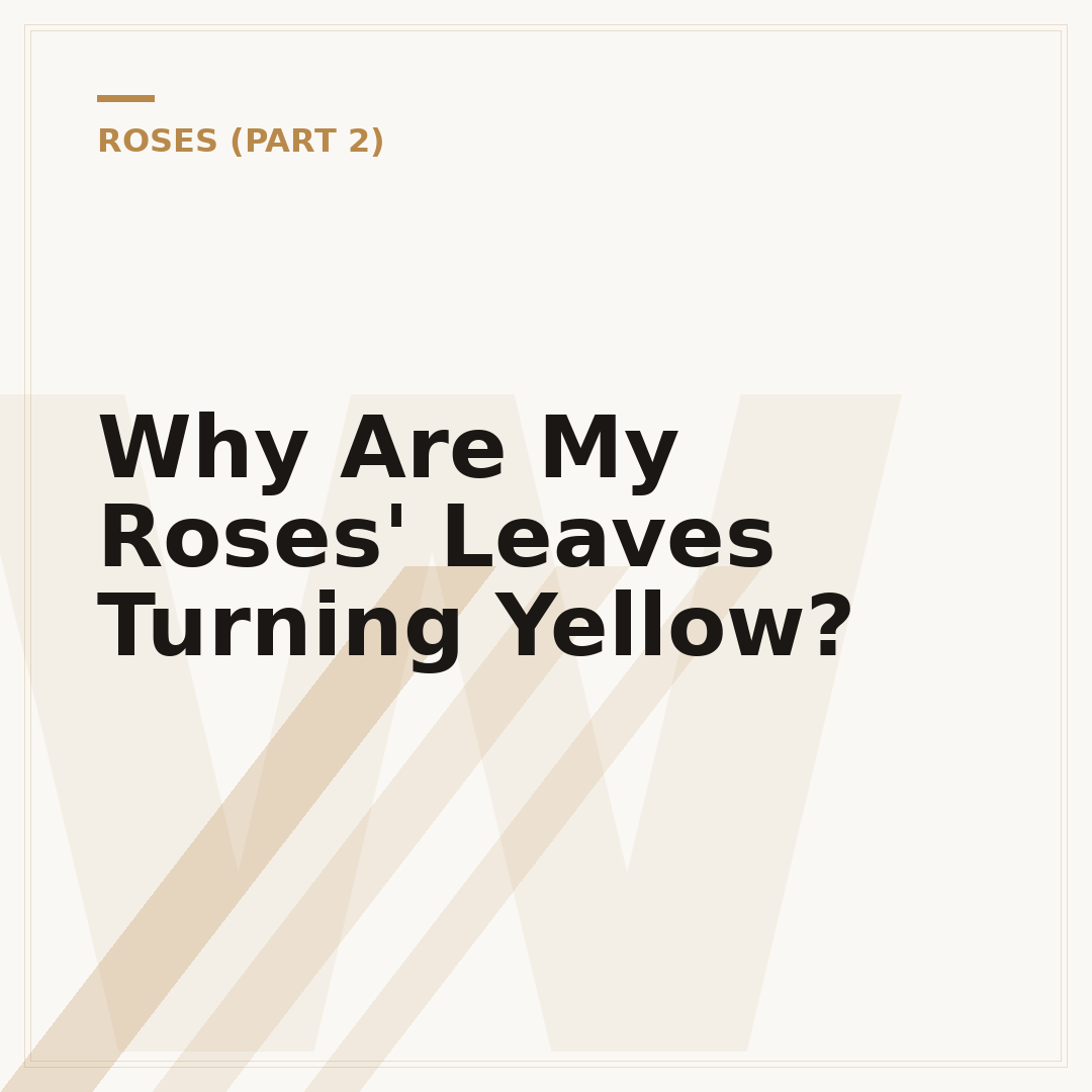 Why Are My Roses' Leaves Turning Yellow?
