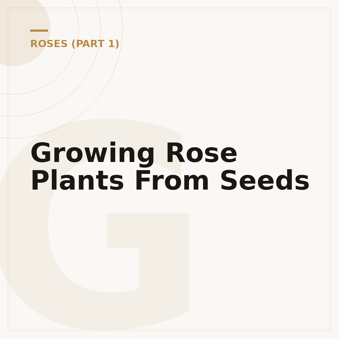 Growing Rose Plants From Seeds