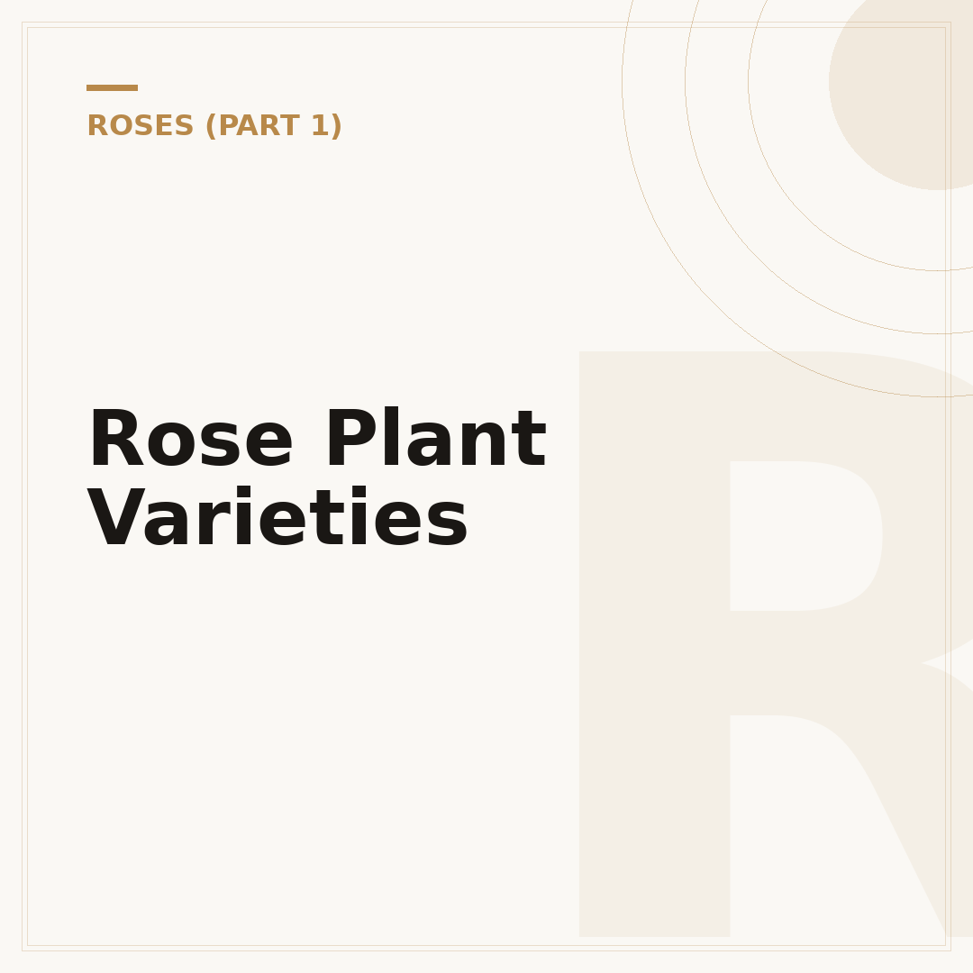 Rose Plant Varieties