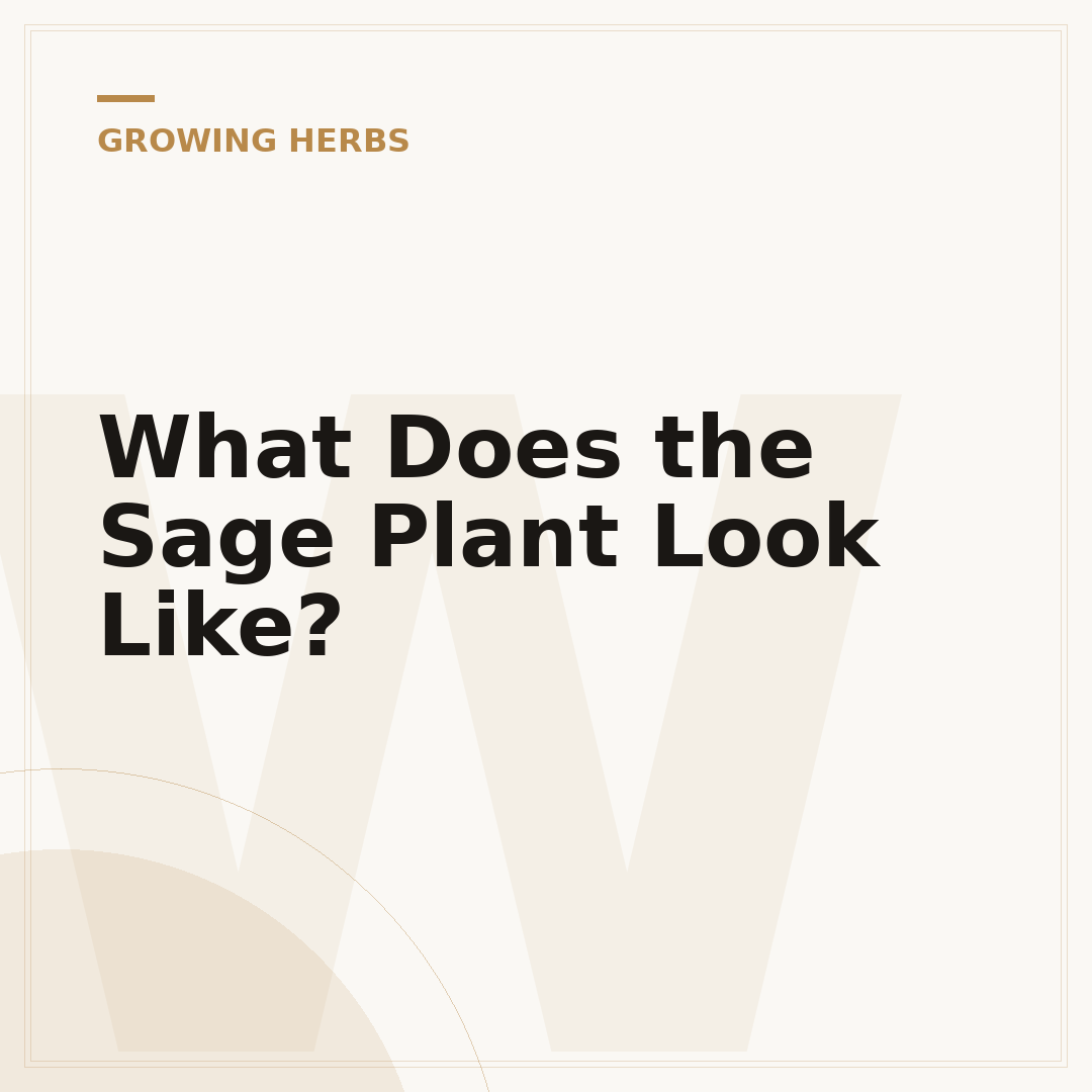 What Does the Sage Plant Look Like?