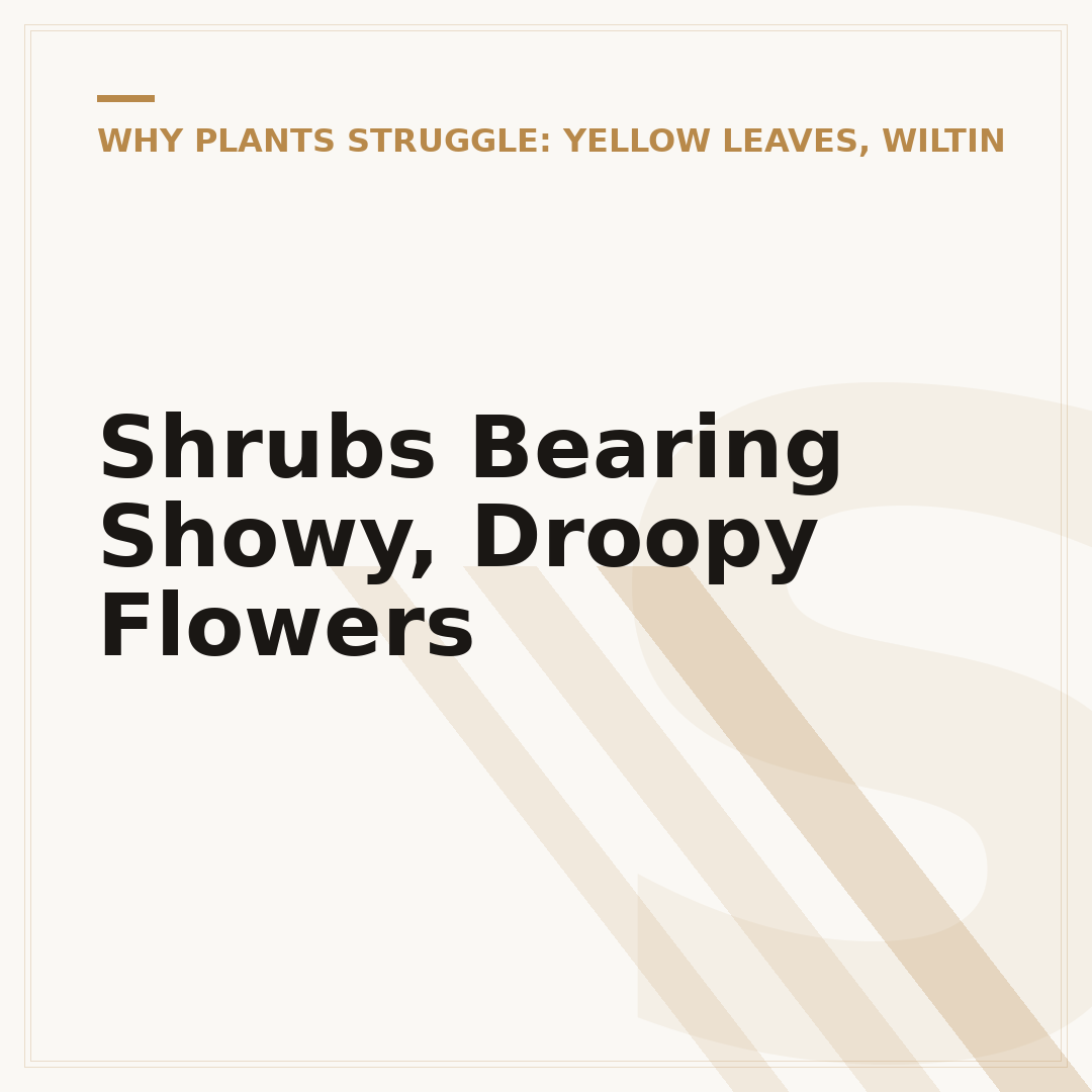Shrubs Bearing Showy, Droopy Flowers