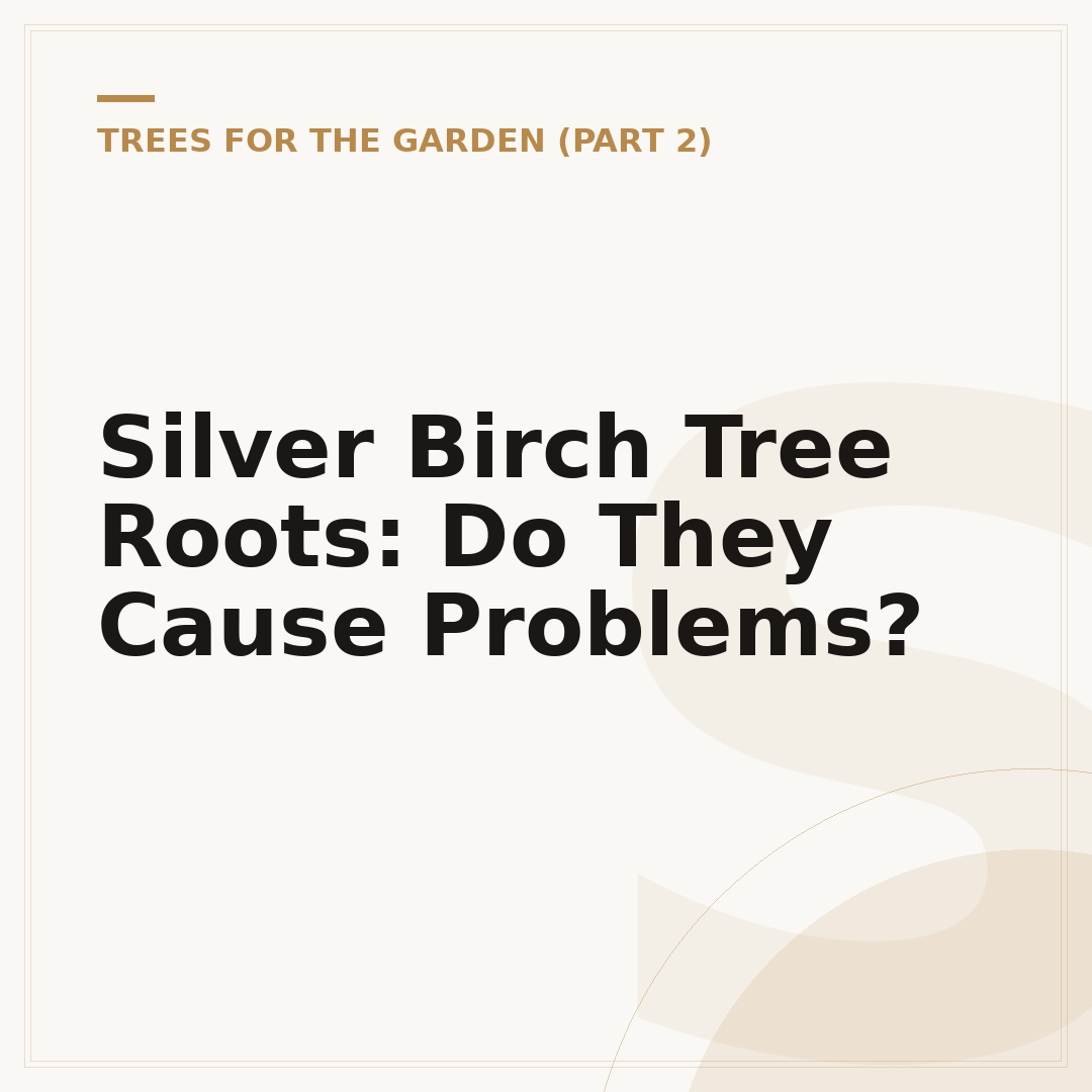 Silver Birch Tree Roots: Do They Cause Problems?