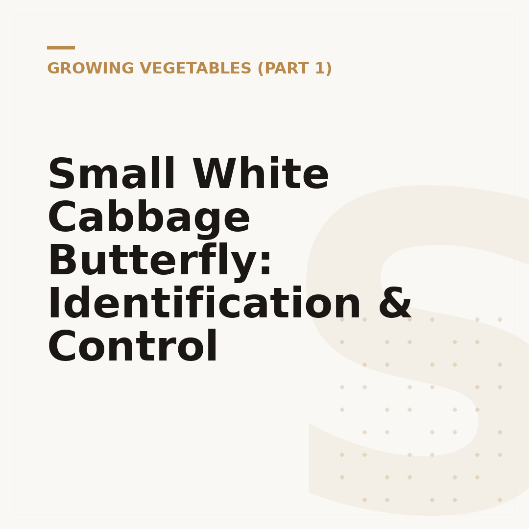 Small White Cabbage Butterfly: Identification & Control