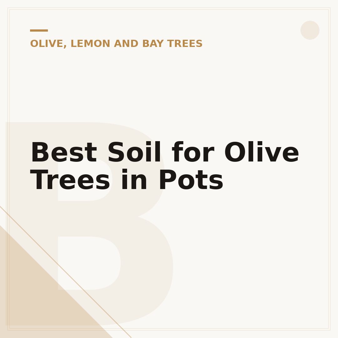 Best Soil for Olive Trees in Pots