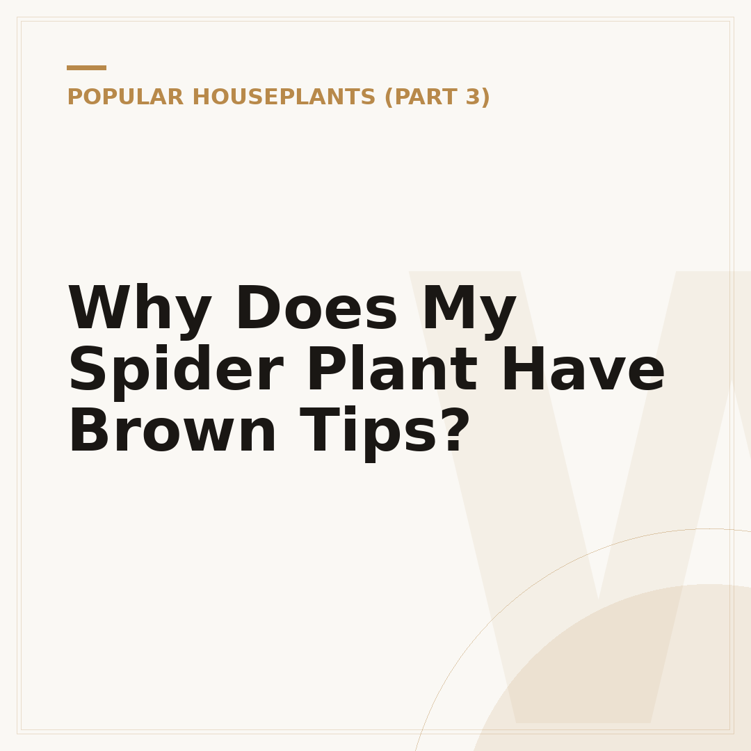 Why Does My Spider Plant Have Brown Tips?