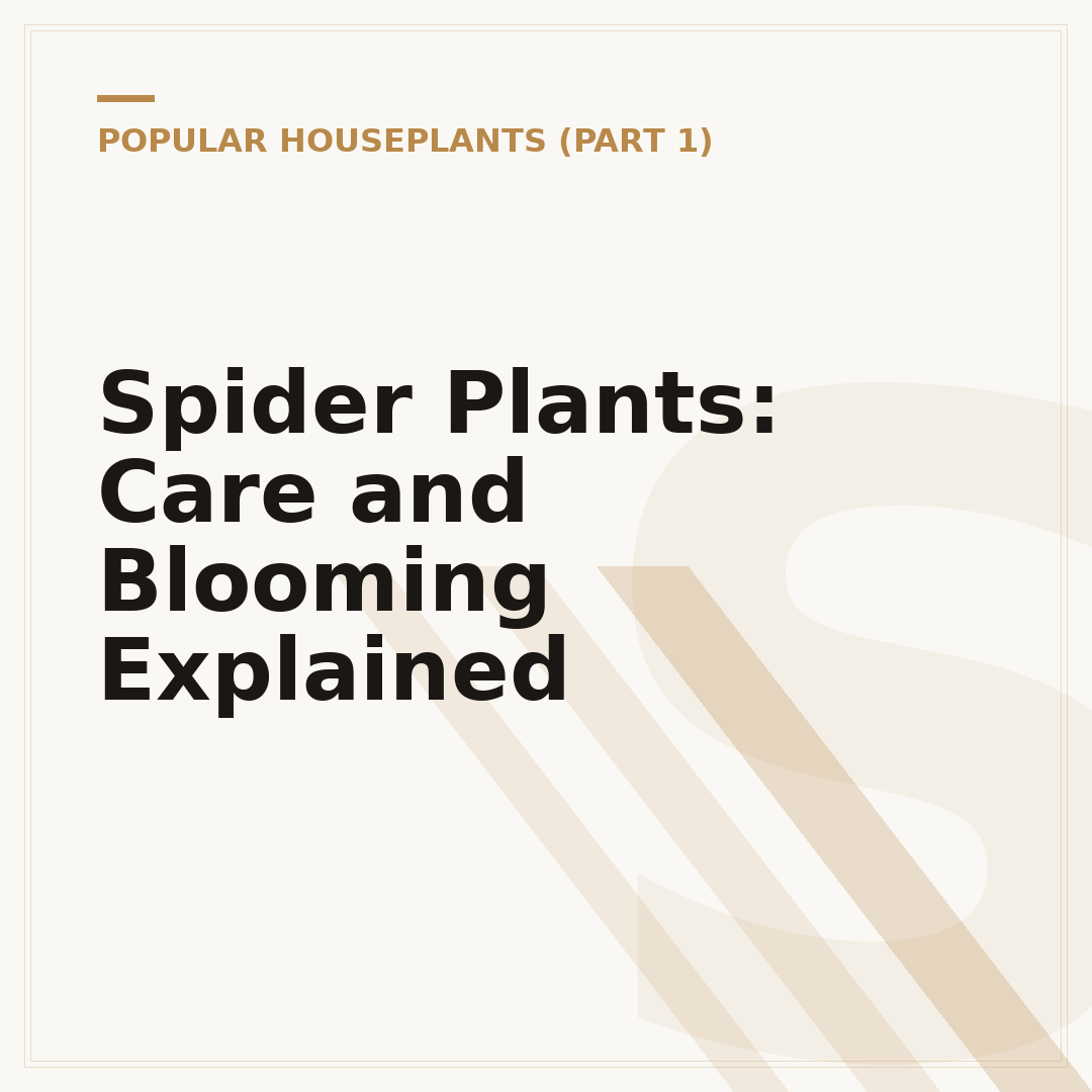Spider Plants: Care and Blooming Explained