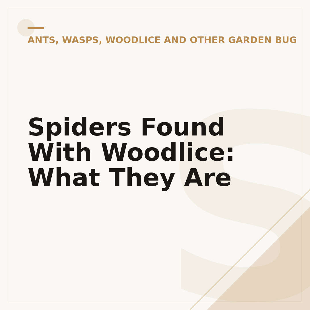 Spiders Found With Woodlice: What They Are