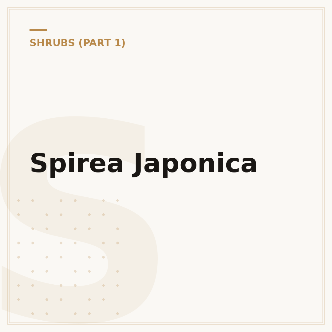 Spirea Japonica