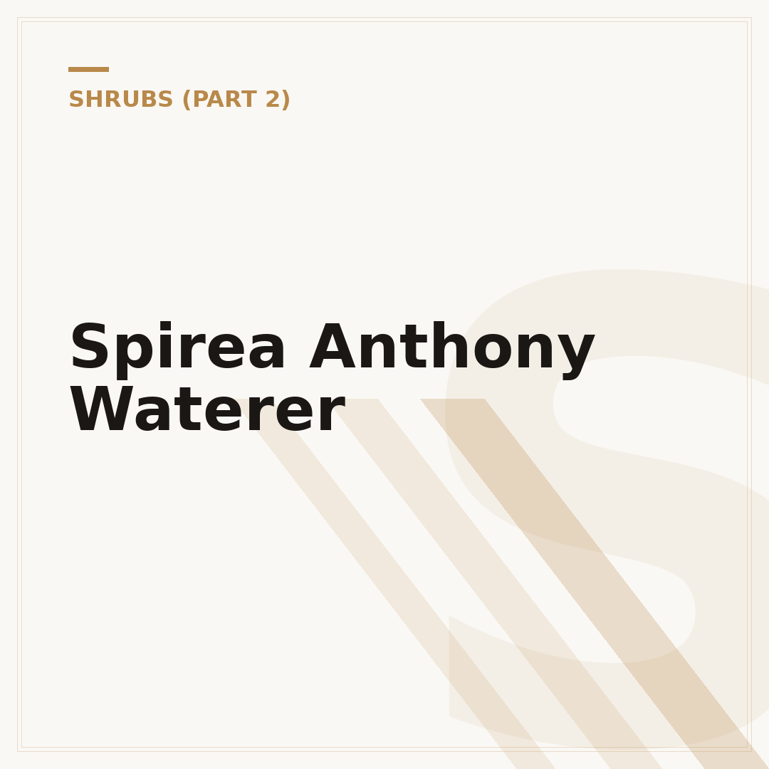 Spirea Anthony Waterer