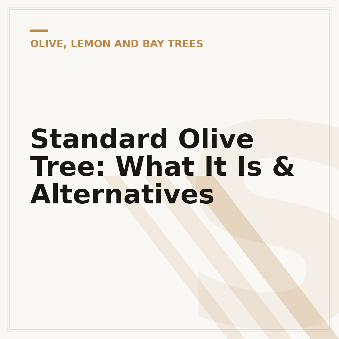 Standard Olive Tree: What It Is & Alternatives