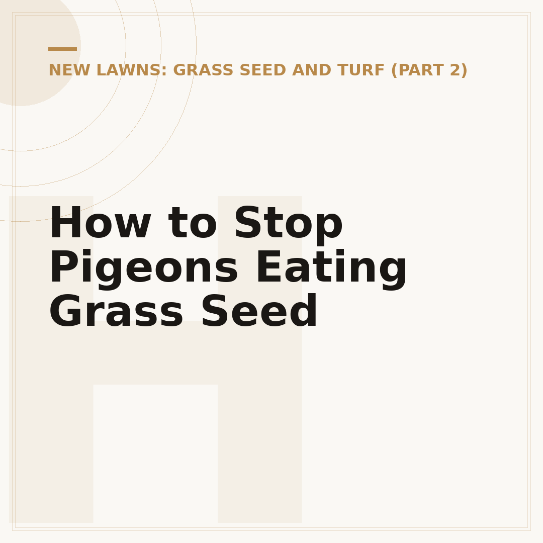 How to Stop Pigeons Eating Grass Seed