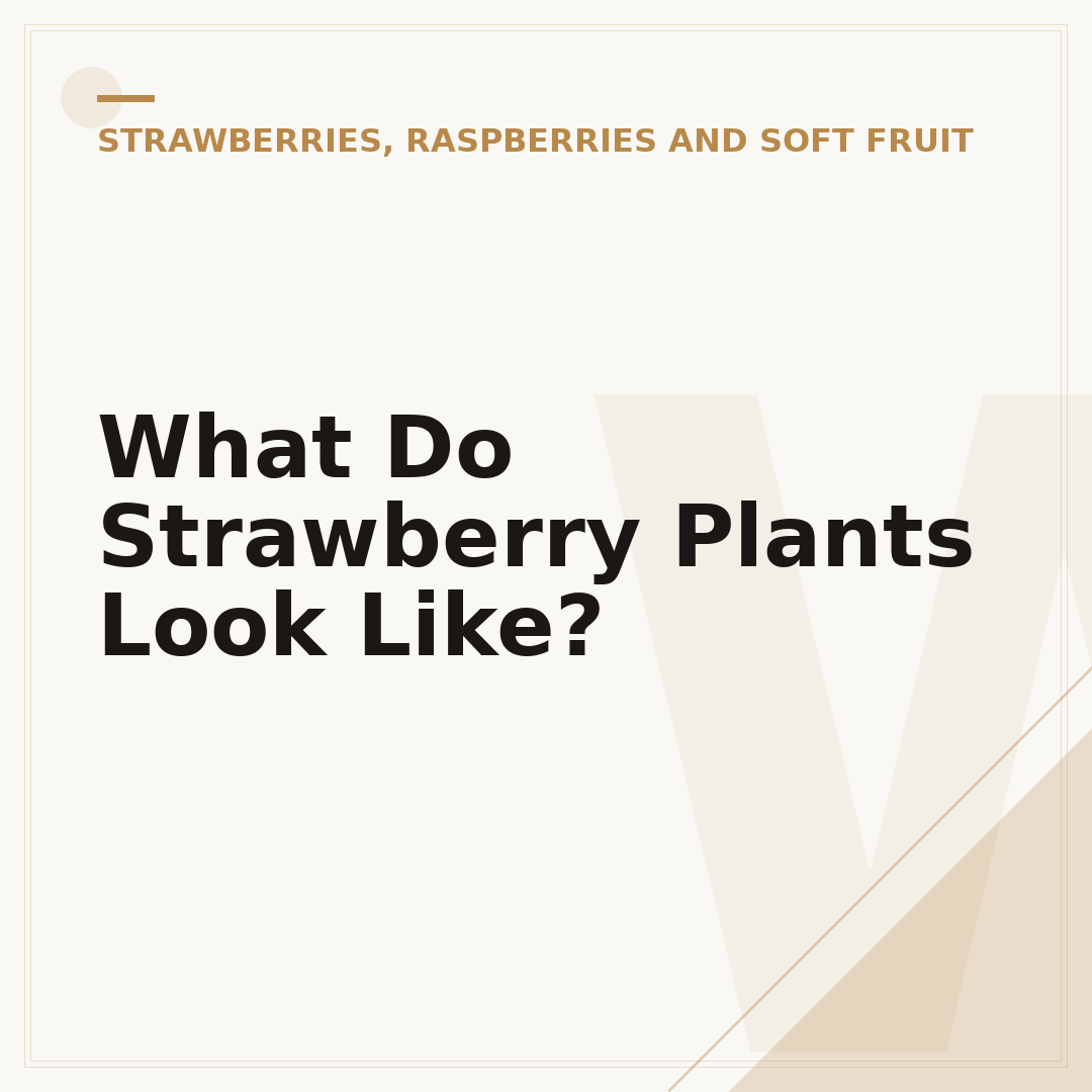 What Do Strawberry Plants Look Like?