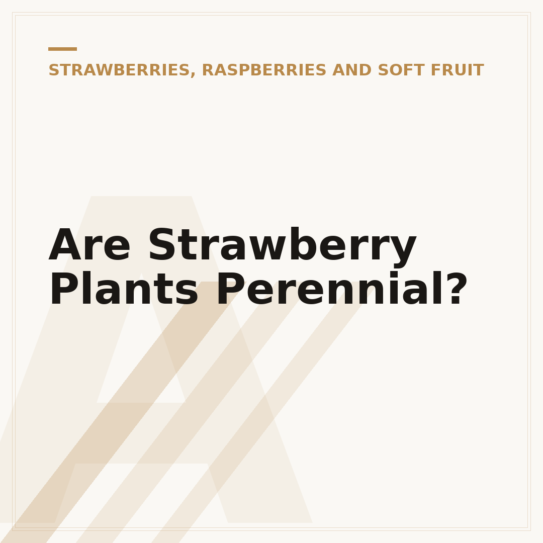 Are Strawberry Plants Perennial?