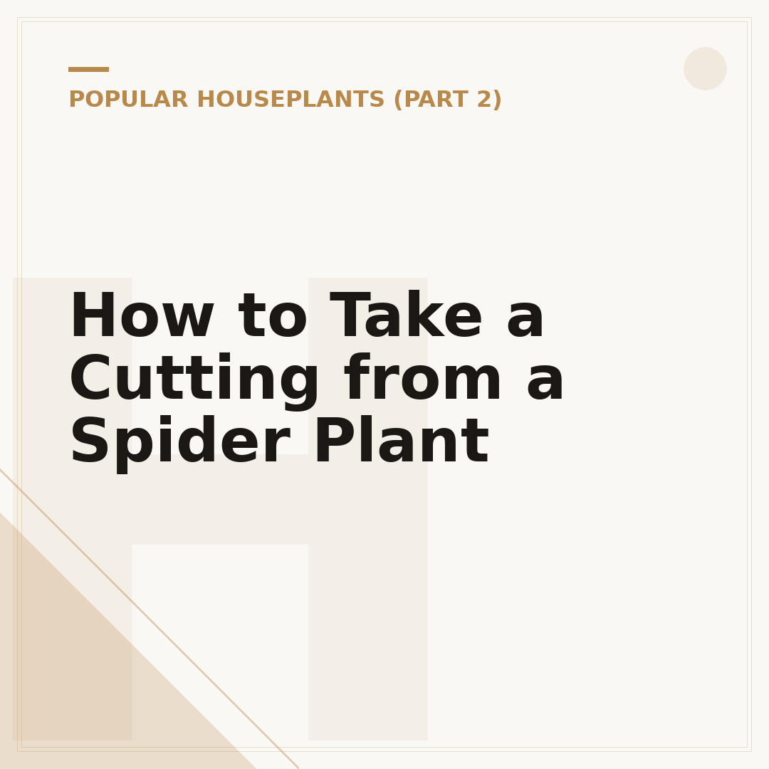 How to Take a Cutting from a Spider Plant