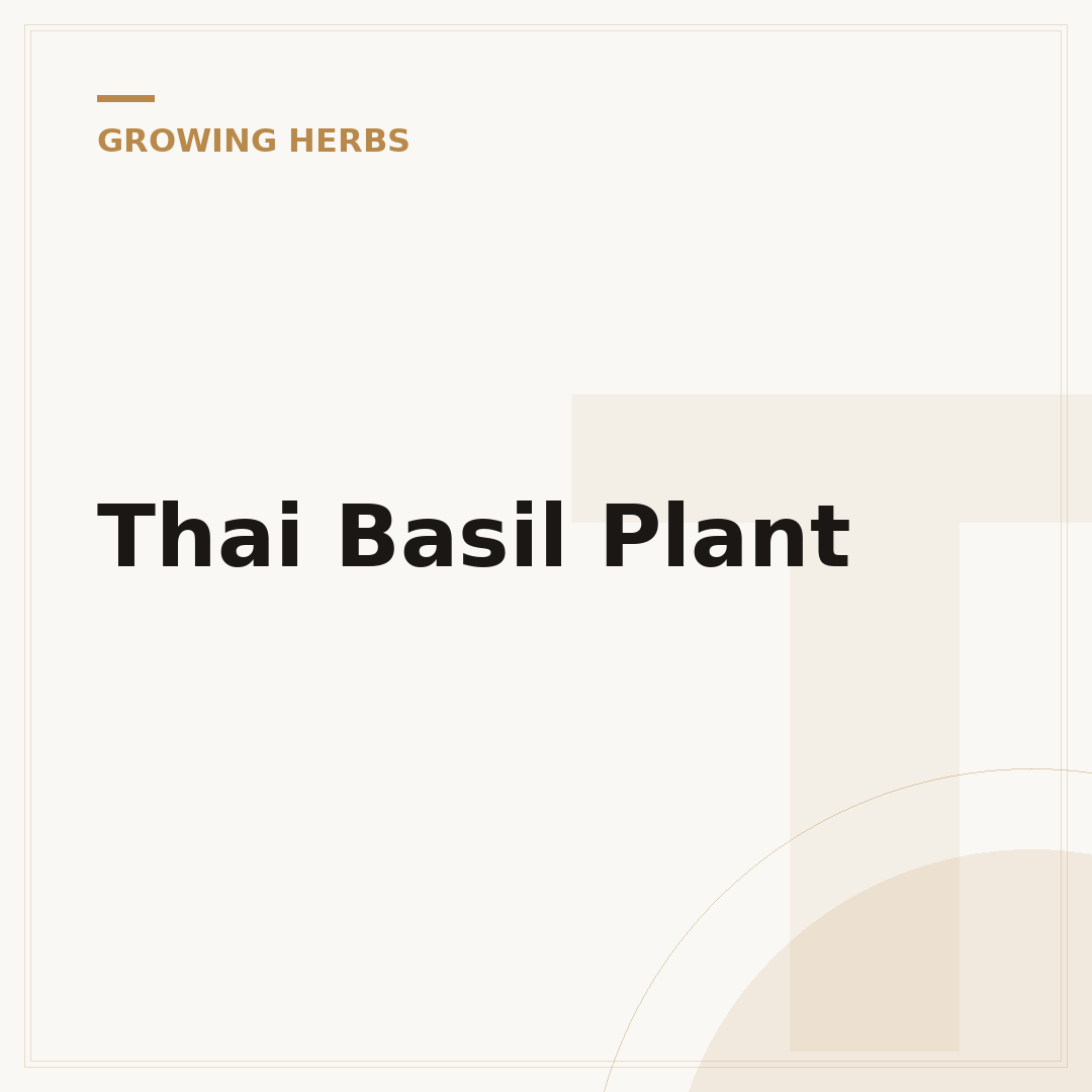 Thai Basil Plant