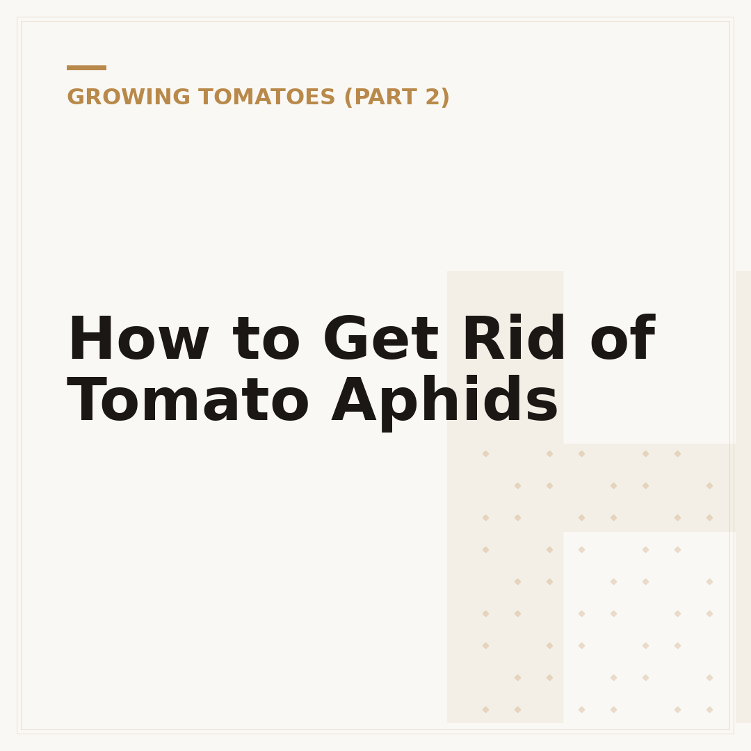 How to Get Rid of Tomato Aphids